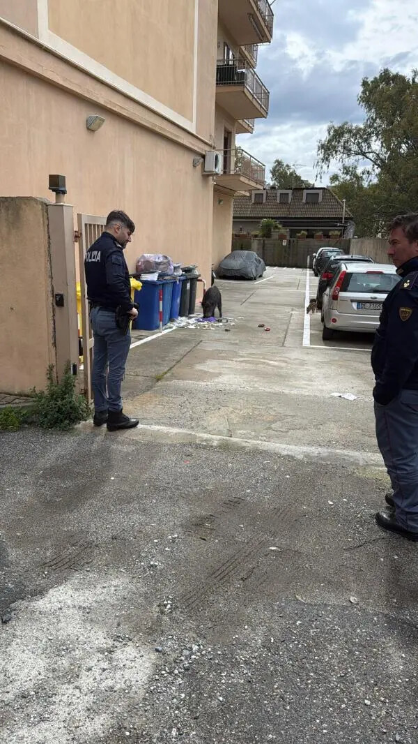Catanzaro, cinghiale mangia tra i rifiuti in un condominio: interviene la polizia images Catanzaro, cinghiale mangia tra i rifiuti in un condominio: interviene la polizia