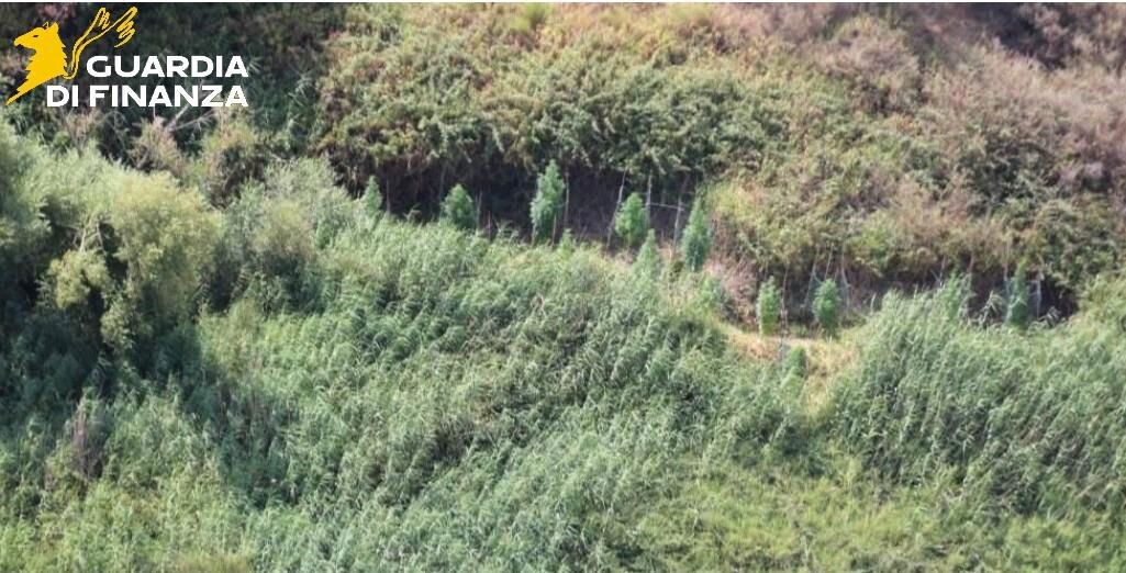 images Scoperte 2 piantagioni di marijuana nel Crotonese: la droga avrebbe potuto fruttare oltre 500mila euro 
