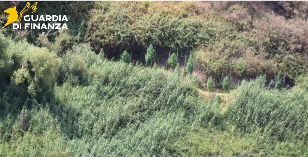 Scoperte 2 piantagioni di marijuana nel Crotonese: la droga avrebbe potuto fruttare oltre 500mila euro 