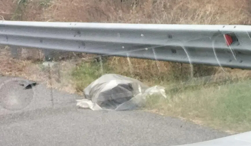 Montepaone, carcassa di cinghiale da giorni in un sacco di plastica nei pressi della 106 images Montepaone, carcassa di cinghiale da giorni in un sacco di plastica nei pressi della 106