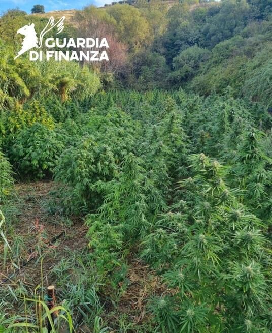 images Sequestrata una piantagione di droga coltivata nel Cosentino: avrebbe potuto fruttare un milione e mezzo 