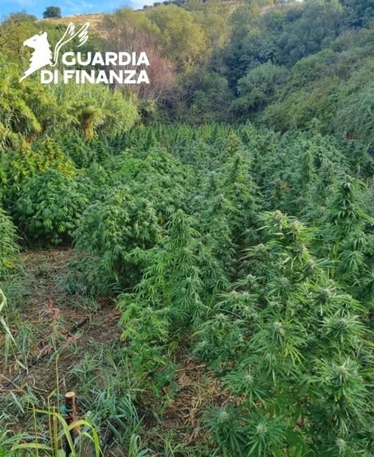 Sequestrata una piantagione di droga coltivata nel Cosentino: avrebbe potuto fruttare un milione e mezzo 
