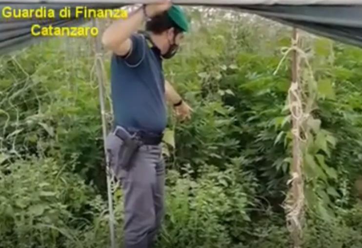 Lamezia Terme. Coltivava marijuana in 5 serre, arrestato il proprietario  images Lamezia Terme. Coltivava marijuana in 5 serre, arrestato il proprietario