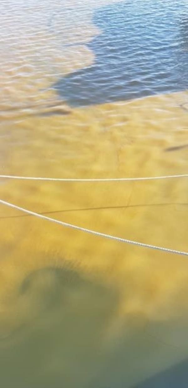 Arpacal. Certificata la presenza di fioritura algale nel porto di Roccella Ionica images Arpacal. Certificata la presenza di fioritura algale nel porto di Roccella Ionica