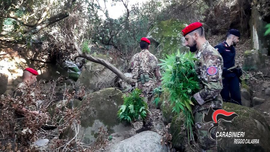 Sequestrate nel Reggino due piantagioni di canapa indiana images Sequestrate nel Reggino due piantagioni di canapa indiana