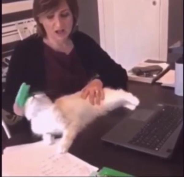 images Didattica a distanza. Il divertente "dietro le quinte" dell'istituto Agrario di Catanzaro, che lancia la sfida alle altre scuole (VIDEO)