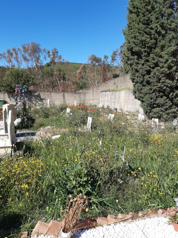 images Levato (Catanzaro con Abramo): "Al cimitero di Santa Maria diserbo a macchia di leopardo"