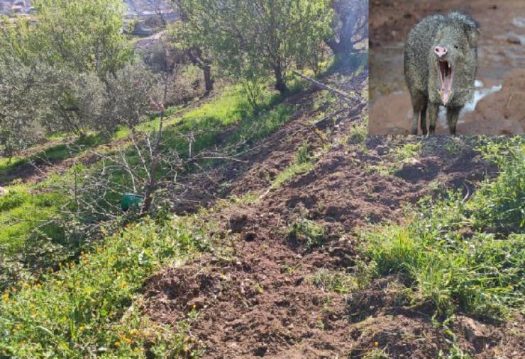 images Catanzaro. Un'orda di cinghiali minaccia alcuni proprietari: "Danni continui. Sono arrivati sulla terrazza di casa" 
