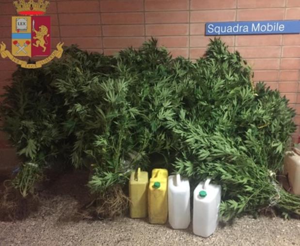 Catanzaro. Coltivava marijuana a Gagliano, 54enne denunciato images Catanzaro. Coltivava marijuana a Gagliano, 54enne denunciato