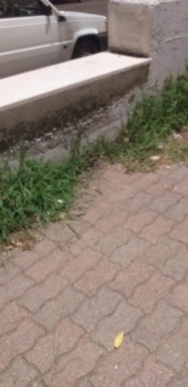 Alleanza per Catanzaro: “Incuria e degrado nell'area del chiosco della Pro Loco a Lido" images Alleanza per Catanzaro: “Incuria e degrado nell'area del chiosco della Pro Loco a Lido"