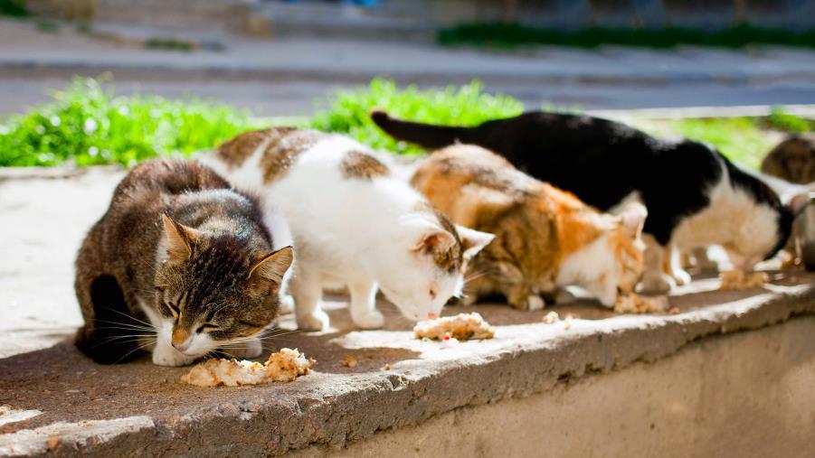 images Emergenza colonie feline nel basso Jonio: l’appello dell’associazione “Su la zampa” di Catanzaro