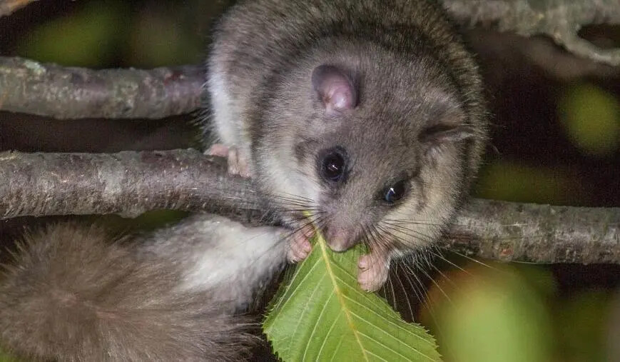 Cacciava illegalmente esemplari di ghiro, denunciato un uomo nel Reggino images Cacciava illegalmente esemplari di ghiro, denunciato un uomo nel Reggino