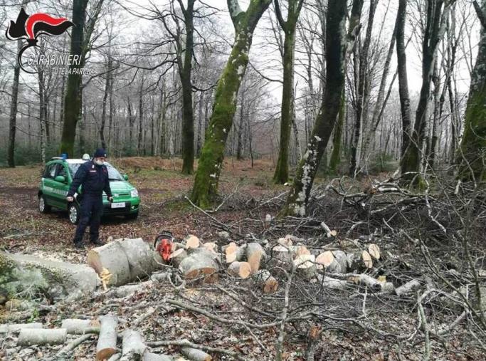 images Sorpreso a tagliare legna nel Parco nazionale d'Aspromonte, denunciato un operaio 61enne