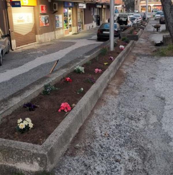 Catanzaro, un gruppo di commercianti non aspetta il Comune e abbellisce le aiuole a viale Cassiodoro images Catanzaro, un gruppo di commercianti non aspetta il Comune e abbellisce le aiuole a viale Cassiodoro