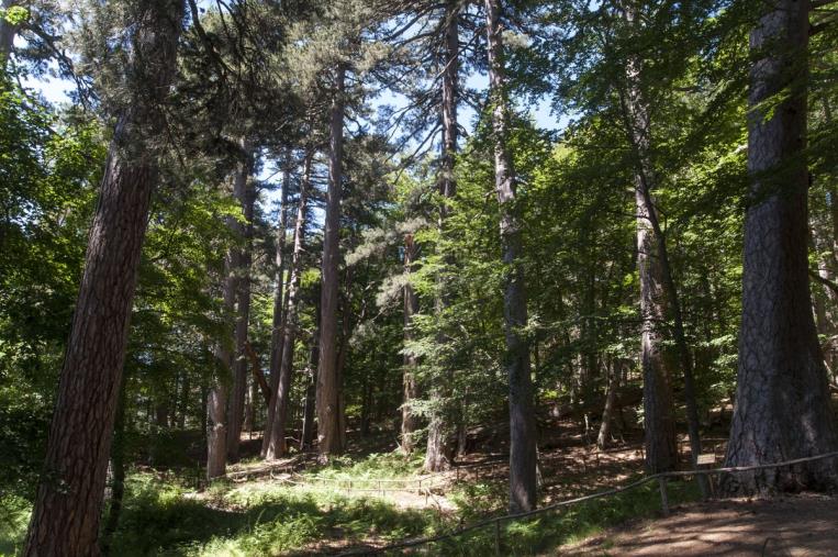 Agroalimentare, al via il progetto "Sila experience" images Agroalimentare, al via il progetto "Sila experience"