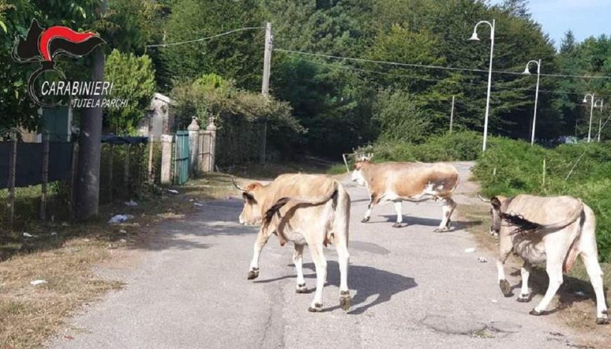 images Scarpino: "La Commissione del Prontuario terapeutico regionale si riunisce solo due volte all'anno"