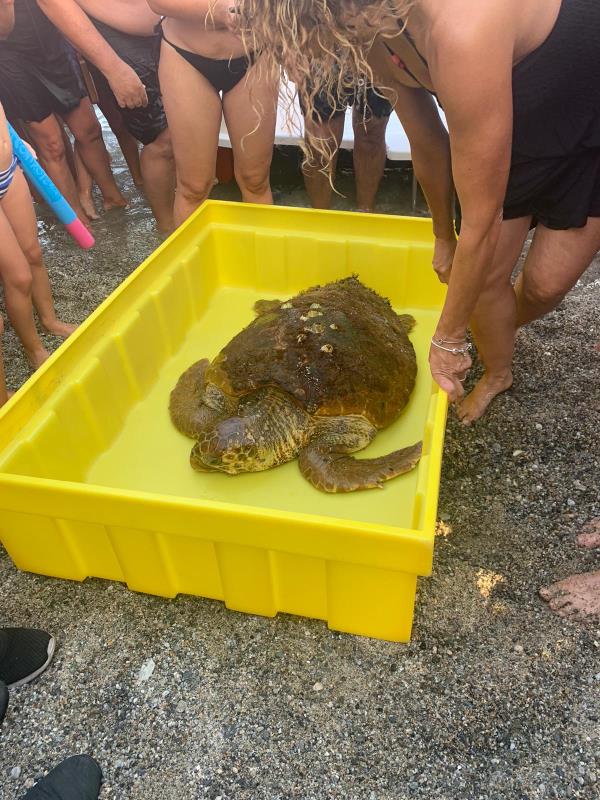 images Sellia Marina. Salvata una tartaruga marina in difficoltà