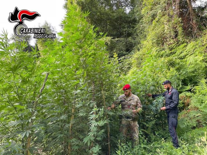 Mammola. Scoperta e distrutta una piantagione con 300 piante di marijuana images Mammola. Scoperta e distrutta una piantagione con 300 piante di marijuana