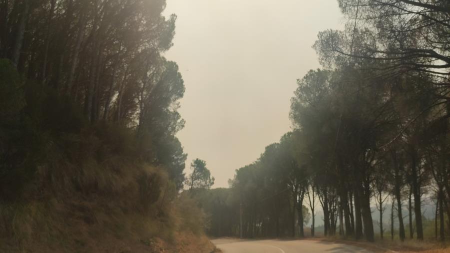 Catanzaro. Roghi, fumo e fuliggine in molte aree della città (FOTO e VIDEO) images Catanzaro. Roghi, fumo e fuliggine in molte aree della città (FOTO e VIDEO)