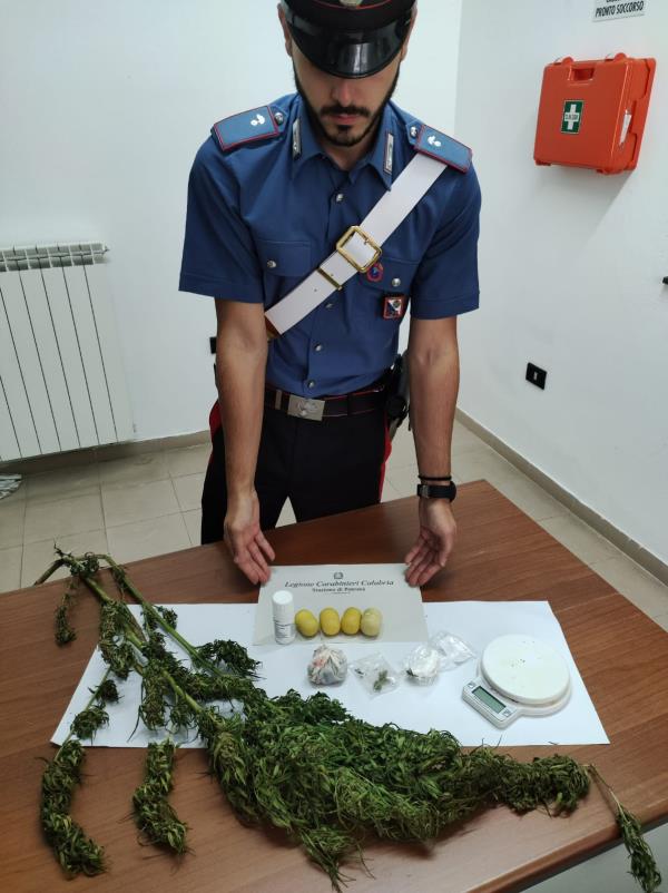 images Coltivava marijuana in casa, denunciato 49enne di Petronà