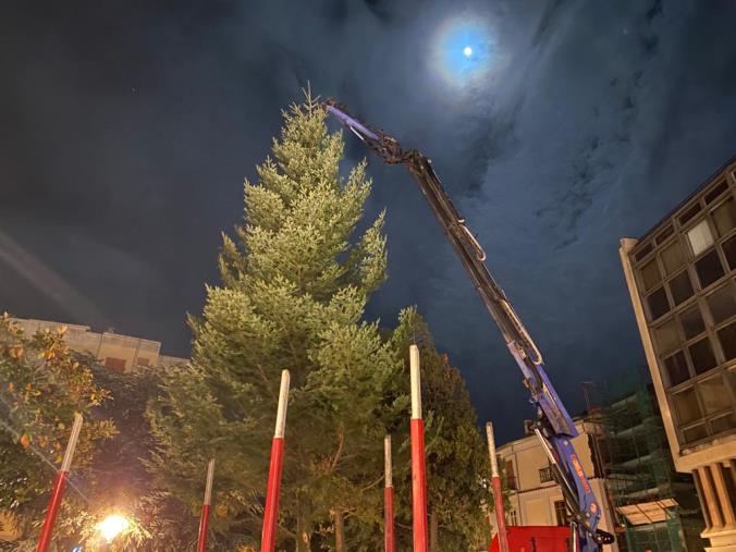 images Catanzaro, in centro arriva l'albero di Natale 