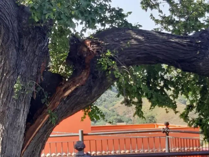 L'allarme di un comitato di cittadini: "Pericolo per l'Olmo storico a Montepaone" images L'allarme di un comitato di cittadini: "Pericolo per l'Olmo storico a Montepaone"
