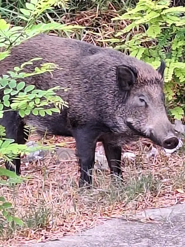 Catanzaro, anche oggi l'apparizione del "solito" cinghiale all’ingresso del ponte Morandi  images Catanzaro, anche oggi l'apparizione del "solito" cinghiale all’ingresso del ponte Morandi