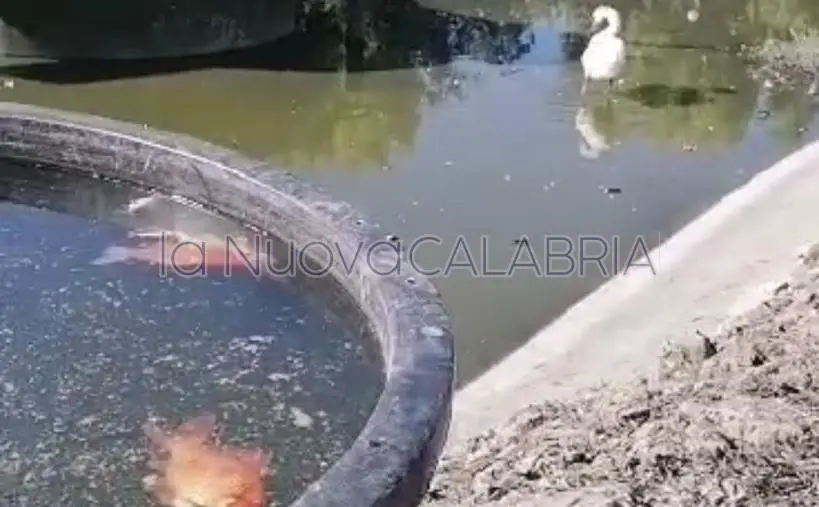 images Galleggiano i pesci al Parco della Biodiversità, Traversa: "Liberati nel lago dai cittadini"