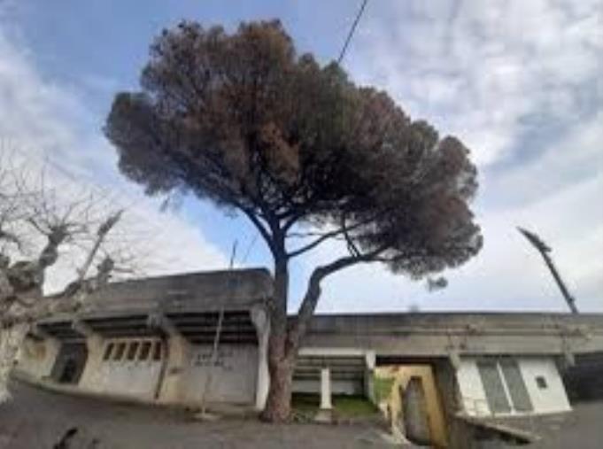 images Catanzaro. Abbattimento del pino allo Stadio, Costanzo: "Cadono uno dopo l'altro i simboli di una città che era più felice di quella di adesso"