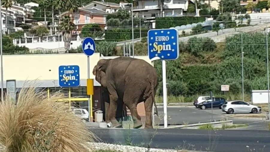 Elefante a spasso nel Cosentino, era scappato da un circo (VIDEO) images Elefante a spasso nel Cosentino, era scappato da un circo (VIDEO)