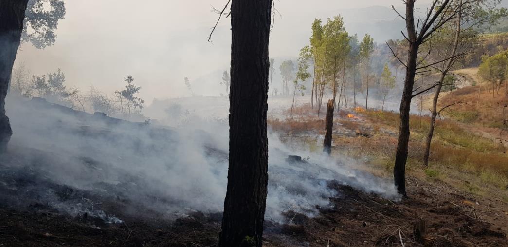 Incendi in Calabria, Legambiente chiede un’indagine parlamentare per accertare la verità images Incendi in Calabria, Legambiente chiede un’indagine parlamentare per accertare la verità