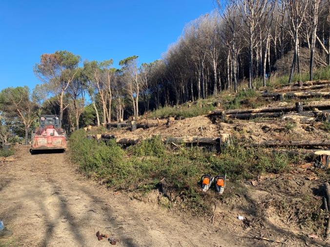 Catanzaro, entro primavera di nuovo fruibile la pineta di Siano: le rassicurazioni di Montuoro images Catanzaro, entro primavera di nuovo fruibile la pineta di Siano: le rassicurazioni di Montuoro