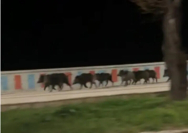 images Catanzaro, branco di cinghiali a passeggio sul lungomare (IL VIDEO)