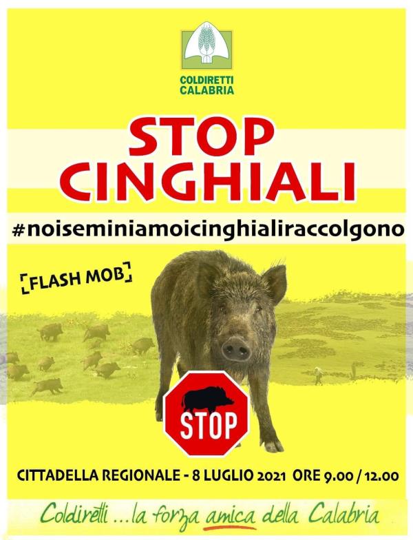 Catanzaro. Agricoltori e cittadini in piazza per protestare contro l'invasione dei cinghiali images Catanzaro. Agricoltori e cittadini in piazza per protestare contro l'invasione dei cinghiali