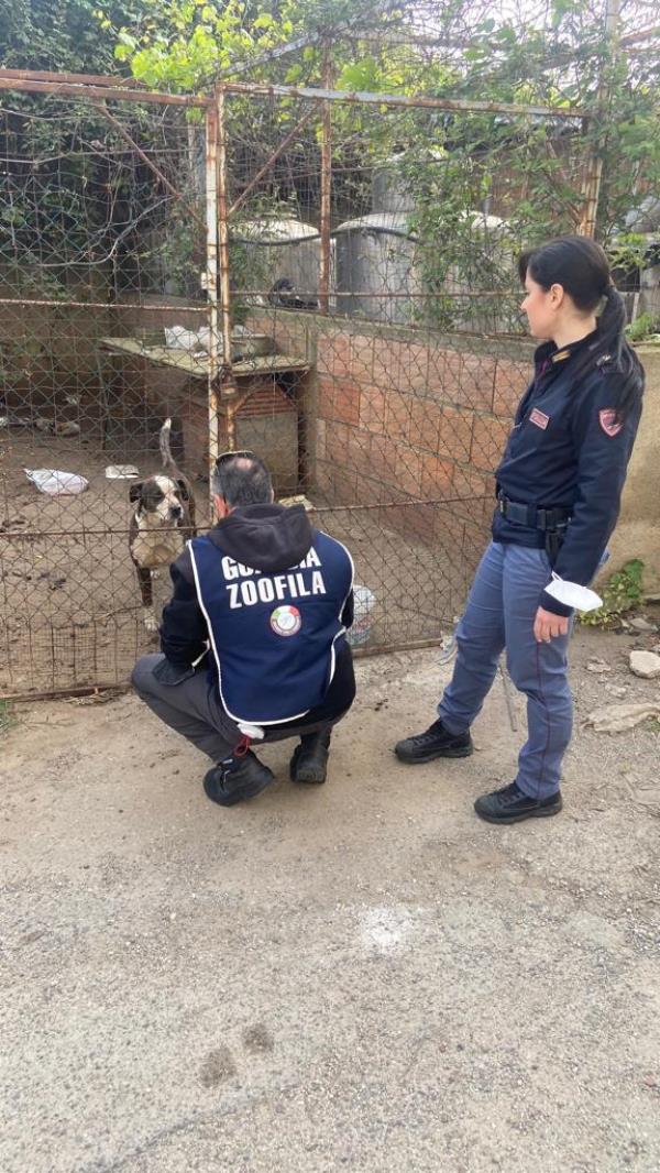 images Maltrattavano i cani facendoli vivere in pessime condizioni: 2 denunce nel Reggino