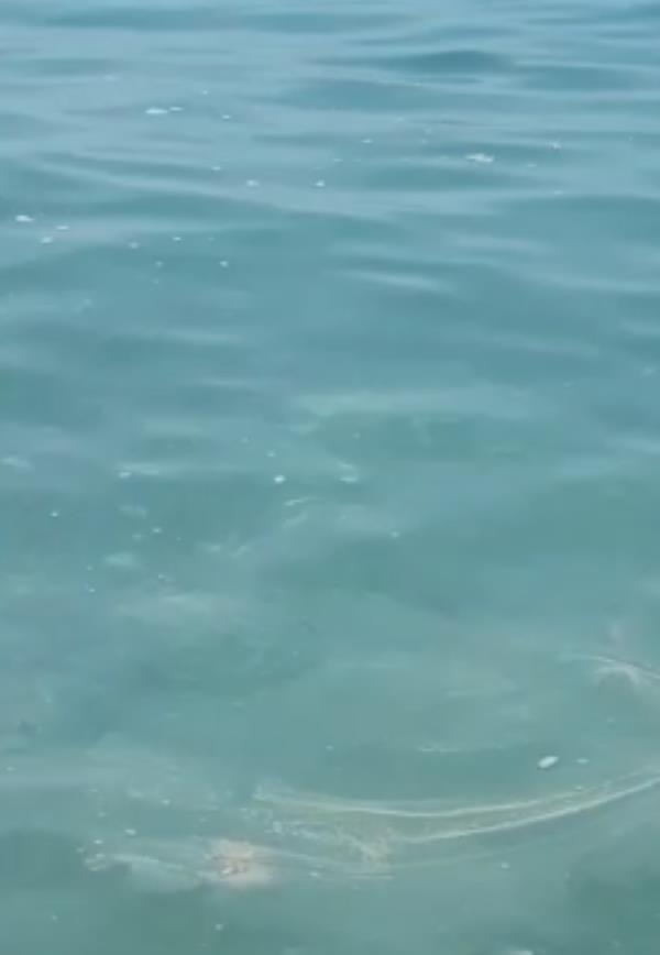 images Nuova estate vecchi problemi: chiazze e bolle nel tratto di mare tra San Lucido e Torremezzo