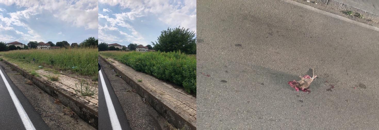 Girifalco. Vonella (FI): "Ad un anno del Cristofaro bis, non ci resta che piangere. Ora dimissioni" images Girifalco. Vonella (FI): "Ad un anno del Cristofaro bis, non ci resta che piangere. Ora dimissioni"