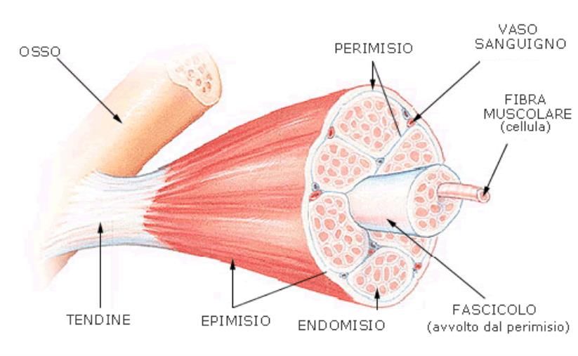 images Le fibre muscolari: quali sono e come si allenano?