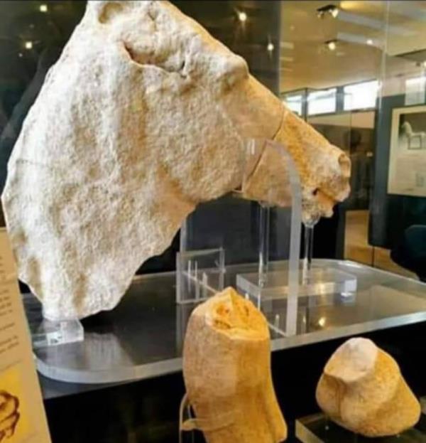 Riapre il Museo archeologico di Capo Colonna, nel Crotonese: tour tra storia e arte images Riapre il Museo archeologico di Capo Colonna, nel Crotonese: tour tra storia e arte