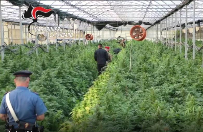 Sellia Marina. Spaccio di marijuana, operazione "Oro verde": la Procura chiede 5 condanne (I NOMI) images Sellia Marina. Spaccio di marijuana, operazione "Oro verde": la Procura chiede 5 condanne (I NOMI)