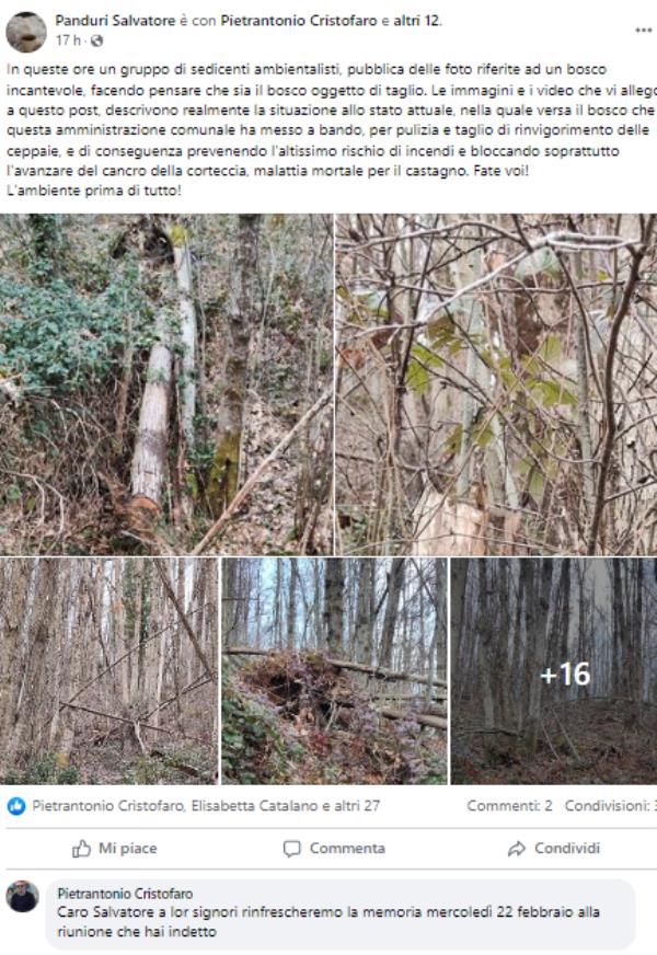 images Taglio del bosco Rimitello: domani riunione al Comune di Girifalco, ma il clima è incandescente