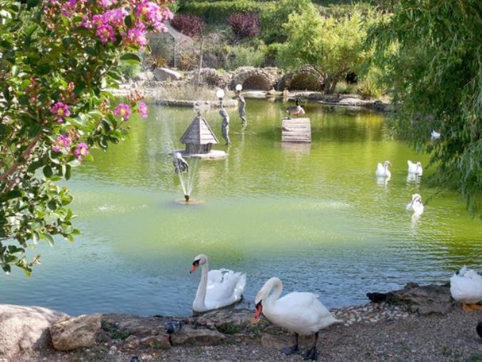 Scomparso il cigno nero e un'anatra mandarina dal laghetto del Parco della biodiversità. E l'area Folletti chiude "per vandali" images Scomparso il cigno nero e un'anatra mandarina dal laghetto del Parco della biodiversità. E l'area Folletti chiude "per vandali"