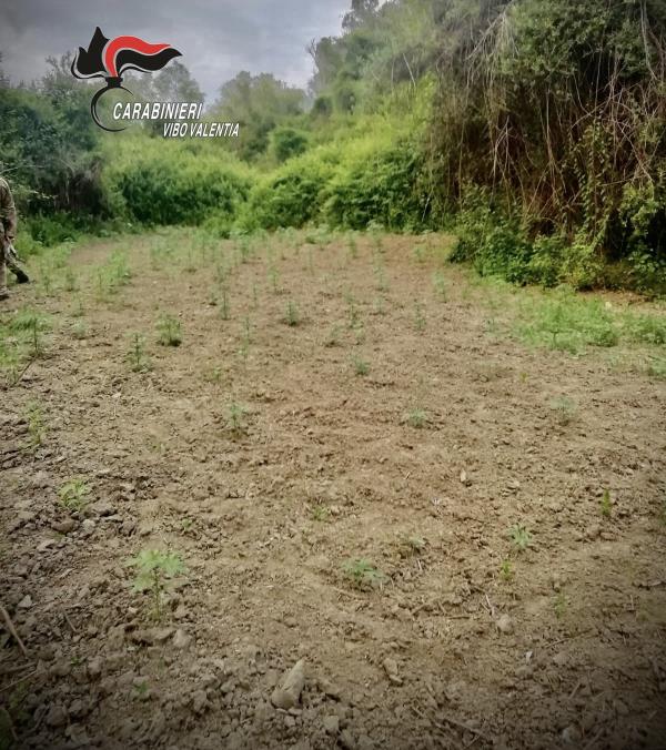 images Dasà: trovata dai carabinieri una piantagione di Canapa olandese