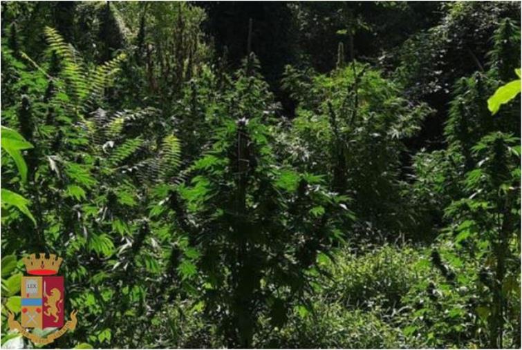 Lamezia Terme. Scoperta piantagione di canapa: arrestati due pregiudicati images Lamezia Terme. Scoperta piantagione di canapa: arrestati due pregiudicati