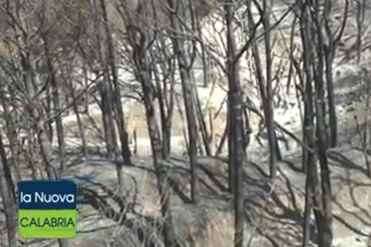 images Pineta di Siano. Arriva l'ordinanza di Abramo: chiusa al pubblico per tutelare la pubblica incolumità