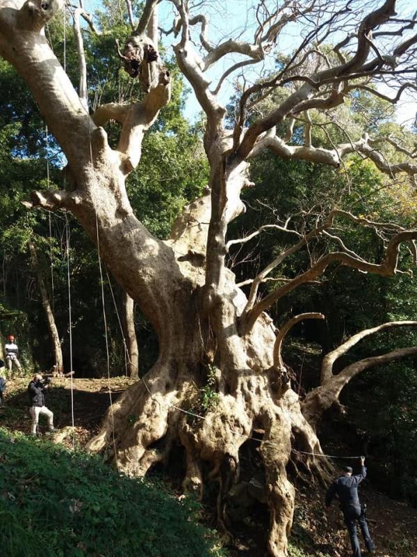 Platano Millenario di Curinga, l'appello di Marino (Vitambiente): "Votiamo entro stasera per farlo diventare albero Europeo 2021" images Platano Millenario di Curinga, l'appello di Marino (Vitambiente): "Votiamo entro stasera per farlo diventare albero Europeo 2021"
