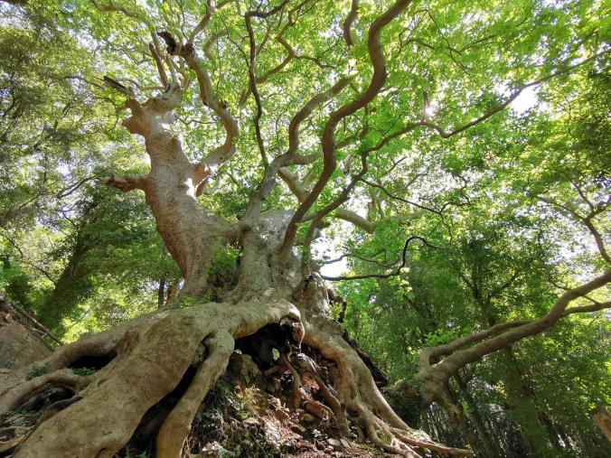 Passeggiata a Curinga, tra il platano millenario e le Terme romane, domani per festeggiare la Repubblica images Passeggiata a Curinga, tra il platano millenario e le Terme romane, domani per festeggiare la Repubblica