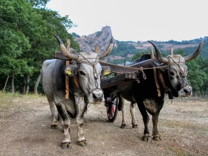 images Tutto pronto per la XVII Giornata della Podolica calabrese, giovedì a Spezzano della Sila