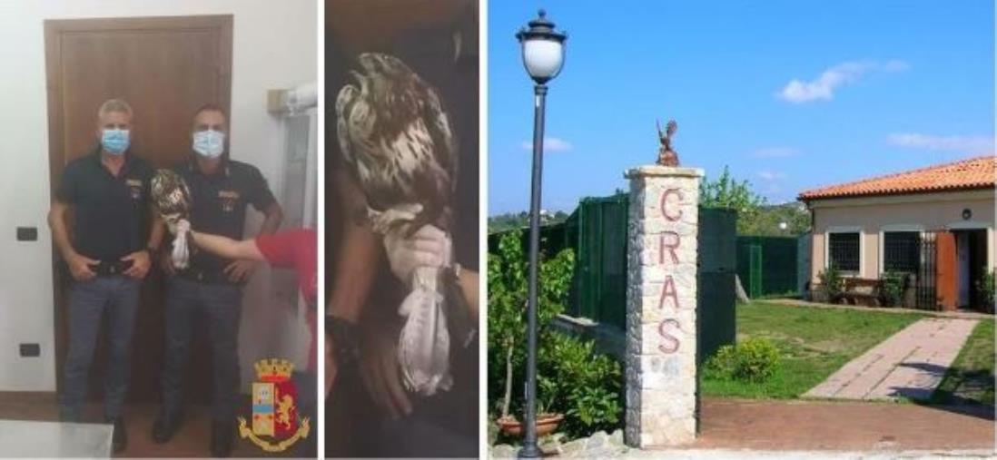 images Poiana soccorsa tra i binari di Soverato: sta bene ed è al Parco della Biodiversità nel capoluogo