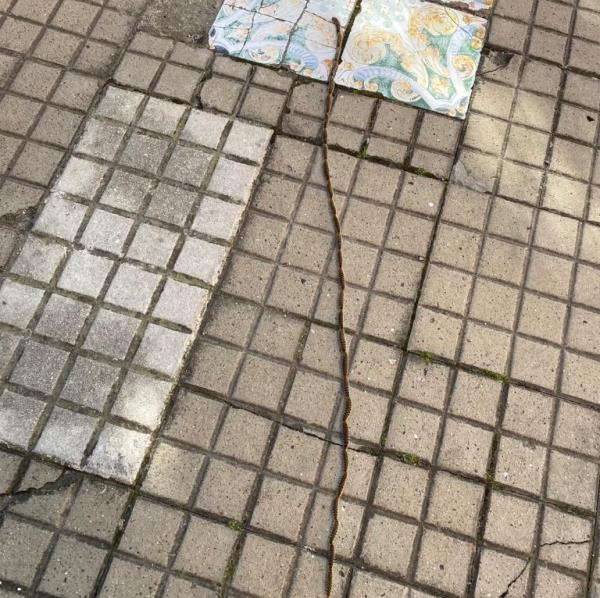 Catanzaro. L'allarme processionaria arriva anche da via De Gasperi images Catanzaro. L'allarme processionaria arriva anche da via De Gasperi